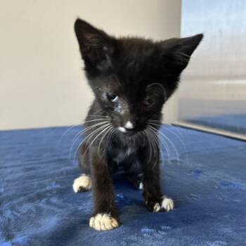 IVHS-Stray-140546 -  Domestic Short Hair Cat for Adoption in San Gabriel, California - IVHS-Stray-140546 | PetCurious