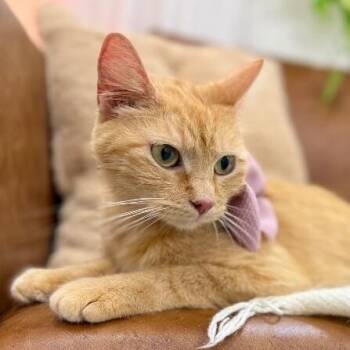 Momma Honey -  Tabby and Domestic Short Hair Cat for Adoption in Friendswood, Texas - Momma Honey | PetCurious