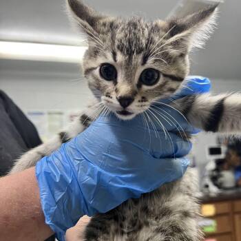 Domestic Short Hair Cats Available for Adoption in Summerville, South Carolina - Shadow | PetCurious