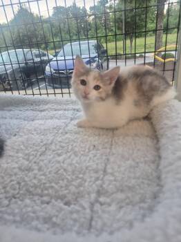 Yams -  Domestic Medium Hair Cat for Adoption in Columbus, Indiana - Yams | PetCurious