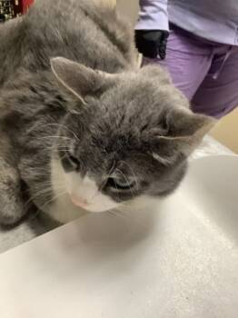 Rescue Domestic Short Hair Cats for Adoption in Fort Worth, Texas - K4 | PetCurious