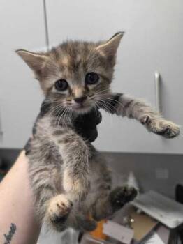 Indy -  Domestic Medium Hair and Domestic Short Hair Cat for Adoption in Sevierville, Tennessee - Indy | PetCurious