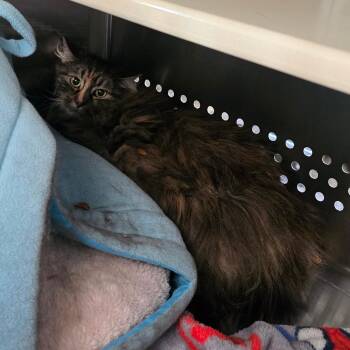 Wild Thing NM -  Domestic Long Hair Cat for Adoption in Denver, Colorado - Wild Thing NM | PetCurious