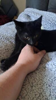 Domestic Short Hair Cats Available for Adoption in Lansing, Michigan - Phlox (26-071 C) | PetCurious