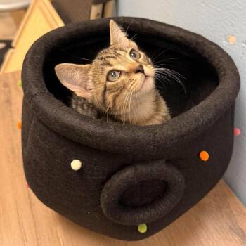 Snickers -  Domestic Short Hair Cat for Adoption in NEW PT RICHEY, Florida - Snickers | PetCurious