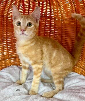Luki playful kit -  Tabby Cat for Adoption in Jackson, Georgia - Luki Playful Kit | PetCurious