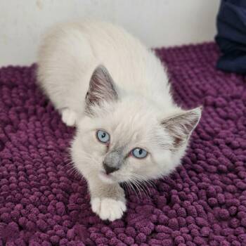 Kiya (Mitted Blue Point Siamese Mix) -  Snowshoe and Siamese Cat for Adoption in Allen, Texas - Kiya (Mitted Blue Point Siamese Mix) | PetCurious