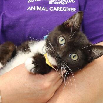Ronaldo -  Domestic Short Hair Cat for Adoption in Port Washington, New York - Ronaldo | PetCurious