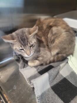 Kimchi -  Domestic Short Hair Cat for Adoption in Ashland, Wisconsin - Kimchi | PetCurious