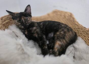 Lucy -  Domestic Short Hair Cat for Adoption in Frisco, Texas - Lucy | PetCurious