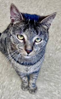 Tabby Cats Available for Adoption in Greenville, Delaware - FIG (FCID# 04/03/2026 - 113 Willow Grove PS) | PetCurious
