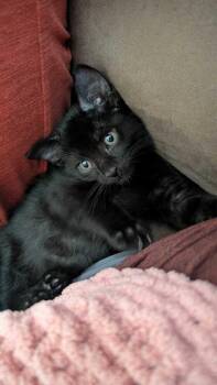 Archie -  Domestic Short Hair Cat for Adoption in Topeka, Kansas - Archie | PetCurious