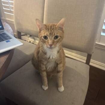 Rescue Tabby and Domestic Short Hair Cats for Adoption in Lucas, Texas - Monte | PetCurious