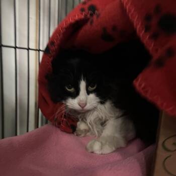 Princess Beatrice -  Domestic Long Hair Cat Available for Adoption in St. Louis, Missouri - Princess Beatrice | PetCurious