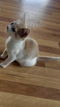 Cosmos -  Domestic Short Hair Cat for Adoption in Lafayette, Colorado - Cosmos | PetCurious