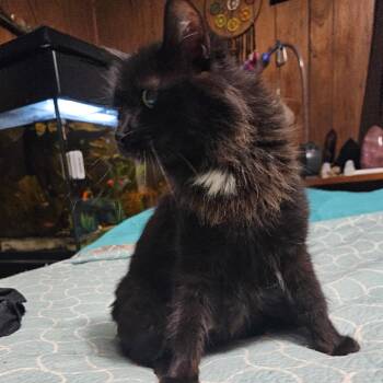 Domestic Long Hair Cats Available for Adoption in Jefferson City, Tennessee - Black Beauty | PetCurious