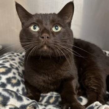 Koda -  Domestic Short Hair Cat for Adoption in Worcester, Massachusetts - Koda | PetCurious