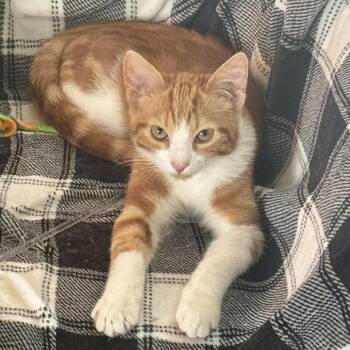 Kona -  Domestic Short Hair Cat for Adoption in Wichita, Kansas - Kona | PetCurious