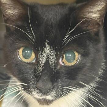 Domestic Short Hair Cats Available for Adoption in Denver, Colorado - Carly Houston | PetCurious