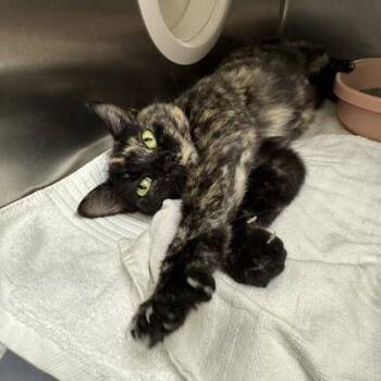 Bagheera -  Domestic Short Hair Cat for Adoption in Richmond, Virginia - Bagheera | PetCurious
