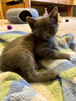 Limerick -  Domestic Short Hair Cat for Adoption in Fort Collins, Colorado - Limerick | PetCurious