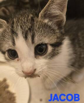Jacob -  Domestic Short Hair Cat for Adoption in Buhl, Idaho - Jacob | PetCurious
