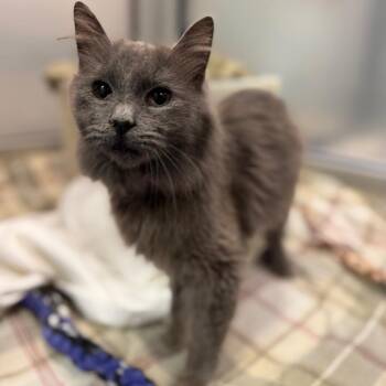 Periwinkle -  Domestic Medium Hair Cat for Adoption in Fairport, New York - Periwinkle | PetCurious