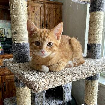 Astra -  Tabby Cat for Adoption in Westland, Michigan - Astra | PetCurious