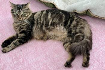 Suki -  Domestic Long Hair Cat for Adoption in Tavares, Florida - Suki | PetCurious