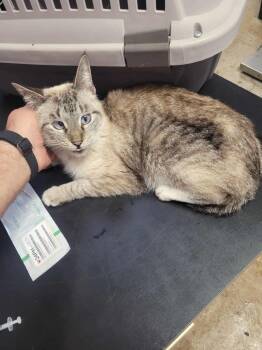 Rescue Domestic Short Hair Cats for Adoption in New Braunfels, Texas - Spotlight | PetCurious