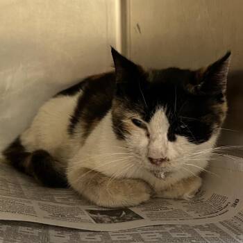 Strawberry -  Domestic Short Hair Cat for Adoption in Lufkin, Texas - Strawberry | PetCurious