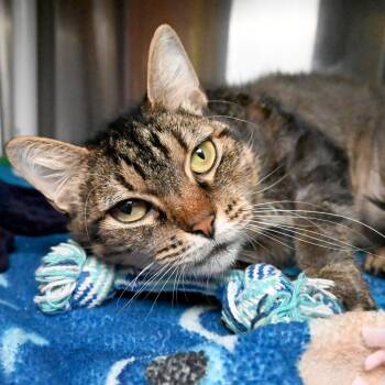 Rescue Domestic Short Hair Cats for Adoption in West Palm Beach, Florida - Tortellini | PetCurious