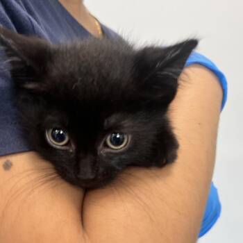 Domestic Short Hair Cats Available for Adoption in Allentown, Pennsylvania - Banji | PetCurious