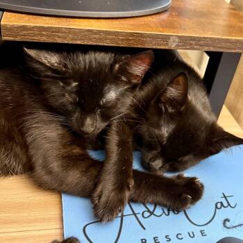 Rescue Domestic Short Hair Cats for Adoption - Sunset & Dusk - Bonded Pair | PetCurious