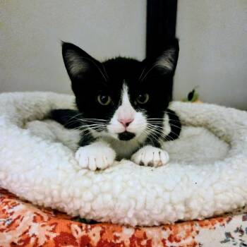 Rescue Domestic Short Hair Cats for Adoption in Madison, Wisconsin - Edna | PetCurious