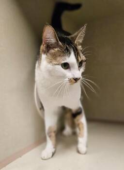 Domestic Short Hair Cats Available for Adoption in Fort Collins, Colorado - Kalinda | PetCurious