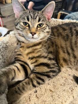 Domestic Short Hair Cats Available for Adoption in Rice Lake, Wisconsin - Tiger | PetCurious