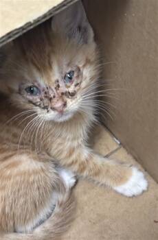SHAYLA -  Domestic Short Hair Cat for Adoption in Dallas, Texas - SHAYLA | PetCurious