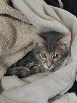 KJ -  Domestic Short Hair Cat for Adoption in Mokena, Illinois - KJ | PetCurious
