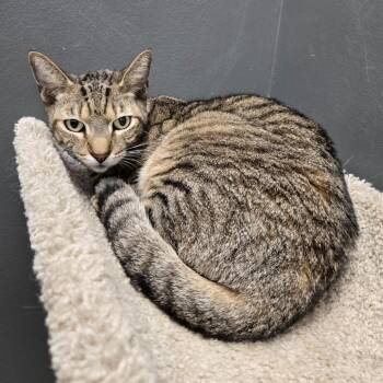 Domestic Short Hair and Extra Toes Cat Hemingway Polydactyl Cats Available for Adoption - Dafodil | PetCurious