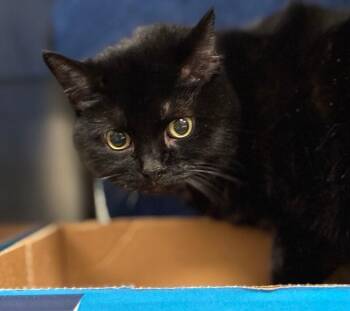 Pretty Girl -  Domestic Short Hair Cat for Adoption in Cincinnati, Ohio - Pretty Girl | PetCurious