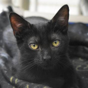 Abby -  Domestic Short Hair Cat for Adoption in St. Petersburg, Florida - Abby | PetCurious
