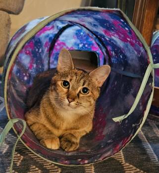 Sadie -  Domestic Short Hair Cat for Adoption in Pittsburgh, Pennsylvania - Sadie | PetCurious