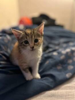 Domestic Short Hair Cats Available for Adoption in Parma Heights, Ohio - Apple  | PetCurious