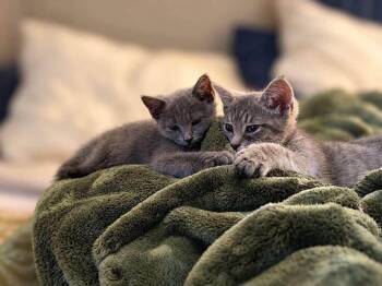 Lily and Layla -  Domestic Short Hair Cat for Adoption in Gouverneur, New York - Lily And Layla | PetCurious