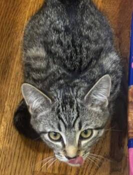 RAJ -  Domestic Short Hair Cat for Adoption in Westminster, Maryland - RAJ | PetCurious