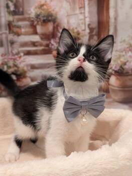 Junior Mint -  Domestic Short Hair Cat for Adoption in Fremont, California - Junior Mint | PetCurious