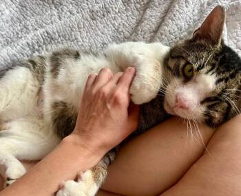 Rescue Domestic Short Hair Cats for Adoption in Philadelphia, Pennsylvania - Bradley | PetCurious