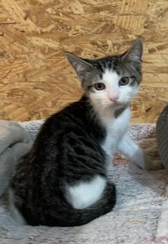 Captain Crunch -  Domestic Short Hair Cat for Adoption in Sneads Ferry, North Carolina - Captain Crunch | PetCurious