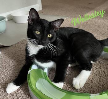 Wellesley #magnificent-7-litter -  Tuxedo and American Shorthair Cat for Adoption in Houston, Texas - Wellesley #magnificent-7-litter | PetCurious